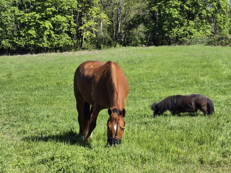 Hoof Trimming