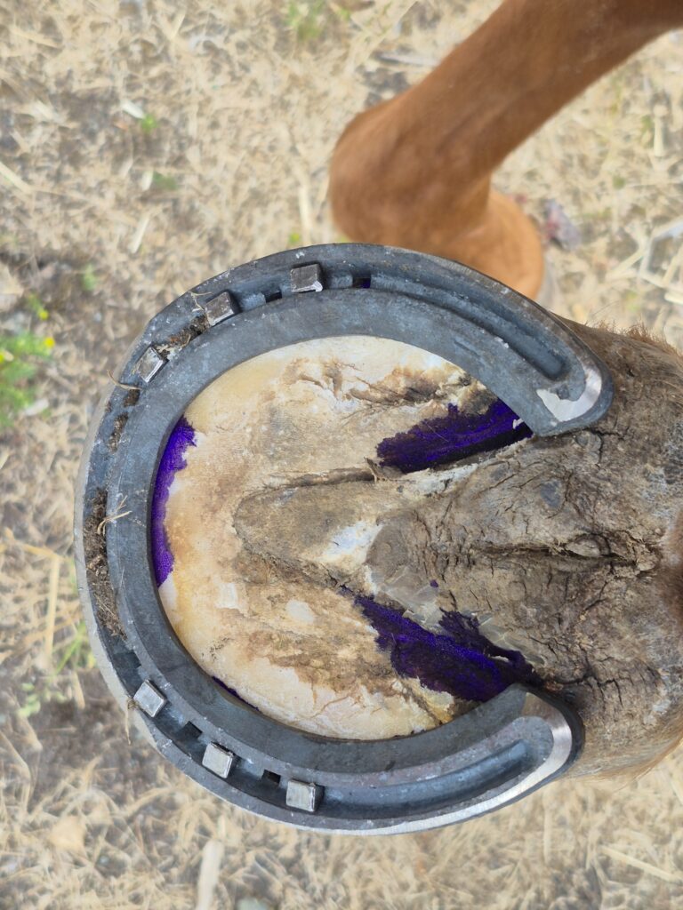 Hot Shoeing